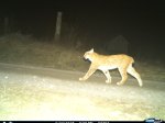 © Luchs Thüringen
