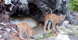 © Archiv Naturschutz LfULG/Wildkamera, Ronny Oehme