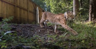 © Max Kesberger- Luchs Thüringen
