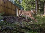 © Max Kesberger- Luchs Thüringen