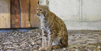 © Wildtier- und Artenschutzstation Sachsenhagen