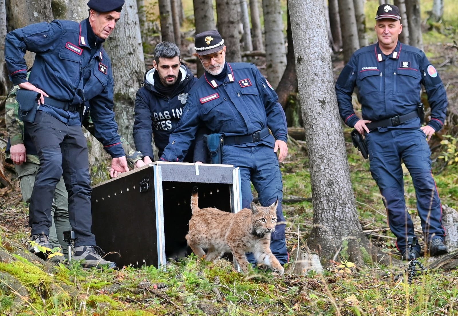 The female lynx LUNA is released into the forest by the Carabinieri Forestali