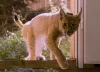 © Alexander Sommer / Luchs Thüringen