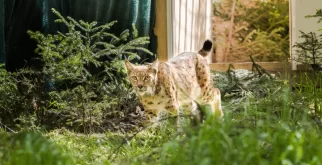 © Max Kesberger / Luchs Thüringen