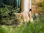 © Max Kesberger / Luchs Thüringen