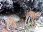 © Archiv Naturschutz LfULG/Wildkamera, Ronny Oehme