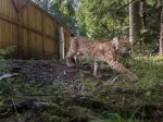 © Max Kesberger- Luchs Thüringen