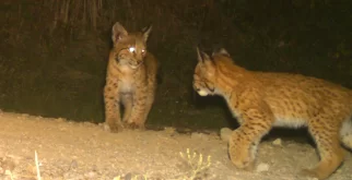 © Luchs Thüringen