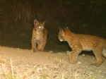 © Luchs Thüringen