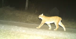 © Luchs Thüringen