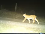 © Luchs Thüringen