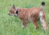 © Timo Deible/Zoo Karlsruhe