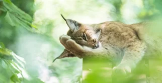 © Tierpark Bern 