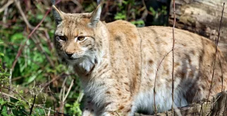 © Zoo Karlsruhe
