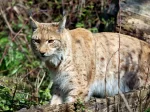 © Zoo Karlsruhe