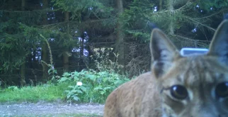 © «Wildnispark Zürich» / project «Luchs Thüringen»
