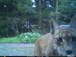 © Wildnispark Zürich/ Projekt «Luchs Thüringen»