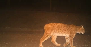 © Luchs Thüringen