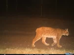 © Luchs Thüringen
