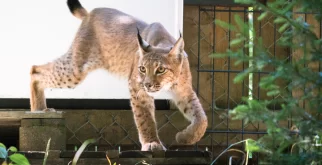 © Luchs Thüringen, Max Kesberger