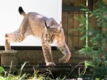 © Luchs Thüringen, Max Kesberger